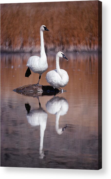 Mp Acrylic Print featuring the photograph Trumpeter Swans Yellowstone by Michael Quinton