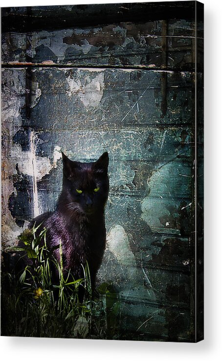 Dark Acrylic Print featuring the photograph Truth Or Stare... by Evelina Kremsdorf