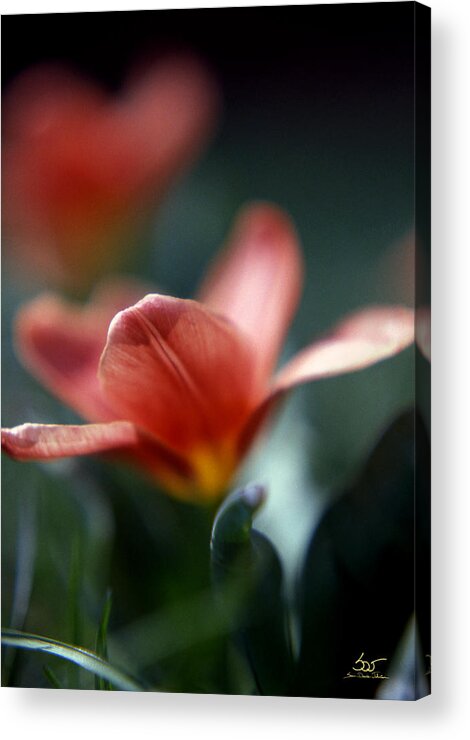 Flowers Acrylic Print featuring the photograph Tulip by Sam Davis Johnson