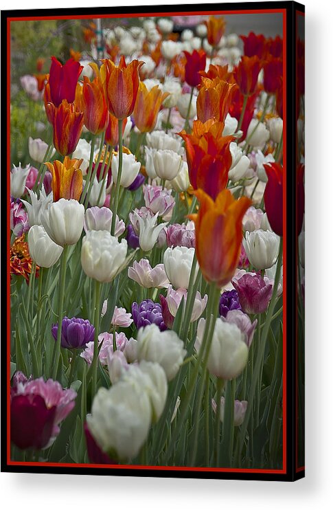 Sun Acrylic Print featuring the photograph Tulips... Tulips... Everywhere by Deborah Klubertanz