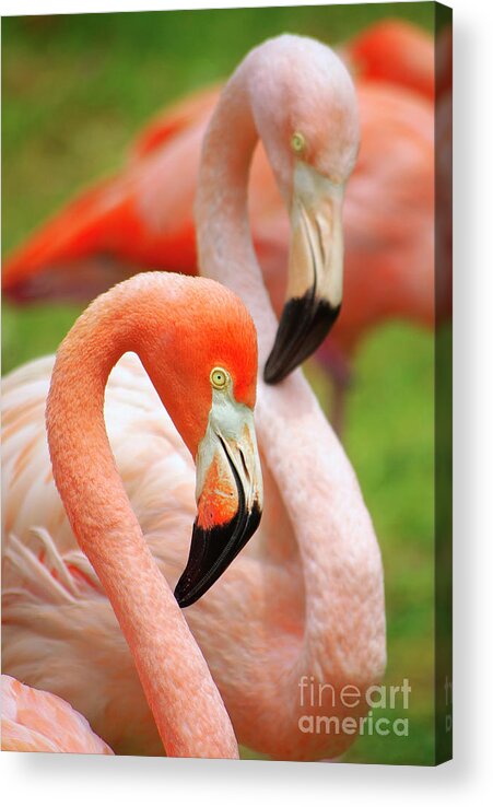Acrobat Acrylic Print featuring the photograph Two Flamingoes by Carlos Caetano