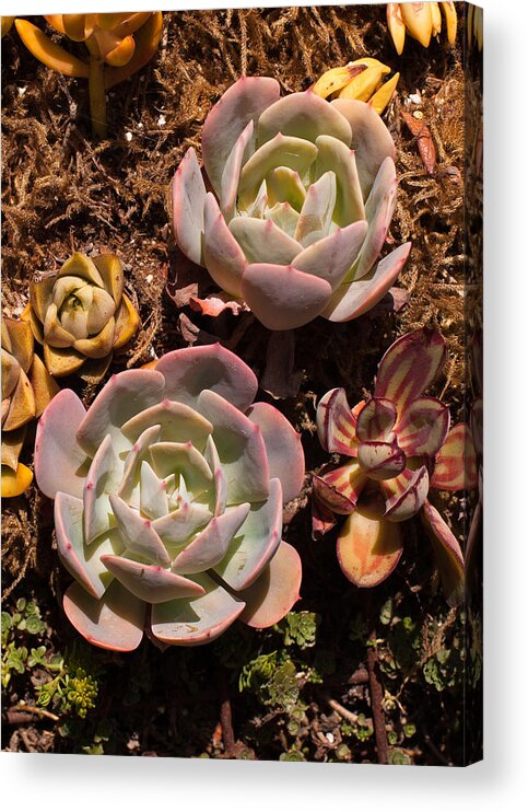 Succulents Acrylic Print featuring the photograph Two Succulents by Catherine Lau