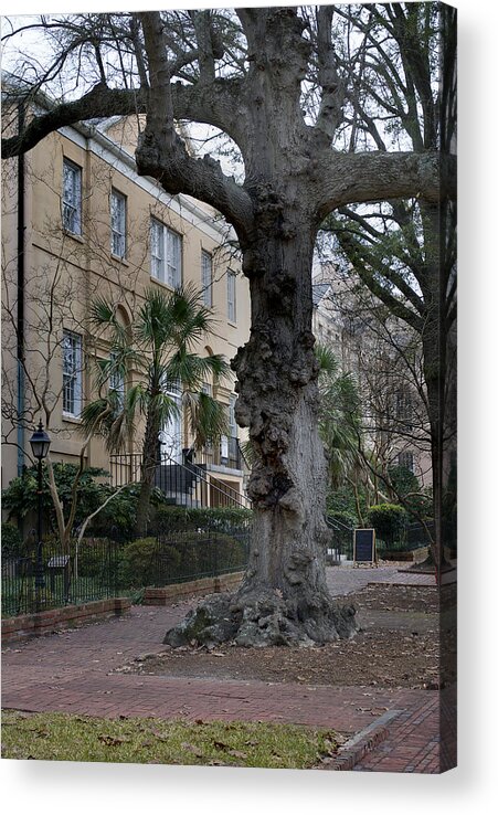 Nic Tours Acrylic Print featuring the photograph University Of South Carolina 3 by Skip Willits