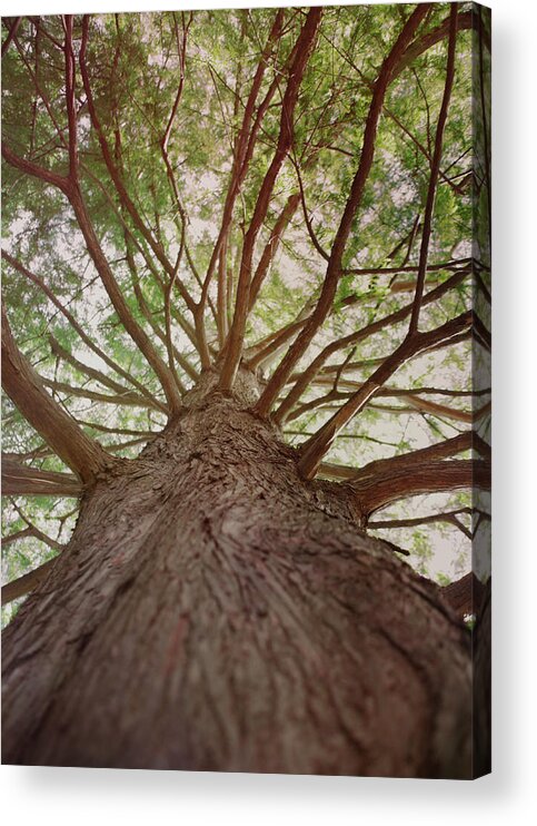 Tree Acrylic Print featuring the mixed media Up a Tree by Stephanie Hollingsworth