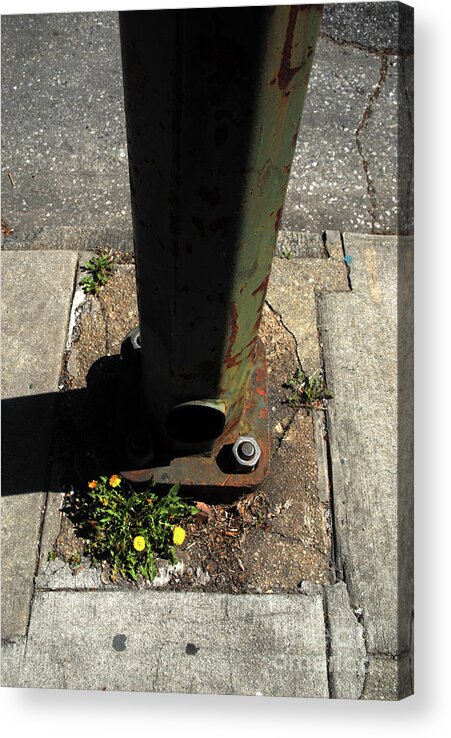 Plants Acrylic Print featuring the photograph Dandelions Grow Through Concrete In Baltimore by Walter Neal