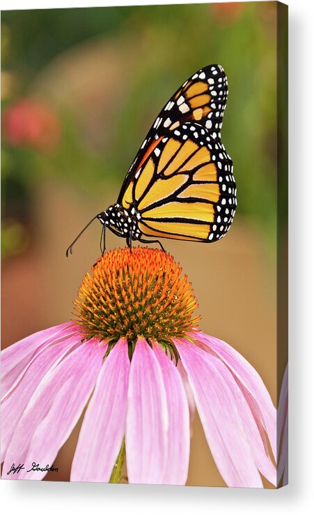 Animal Acrylic Print featuring the photograph Monarch Butterfly on a Purple Coneflower by Jeff Goulden