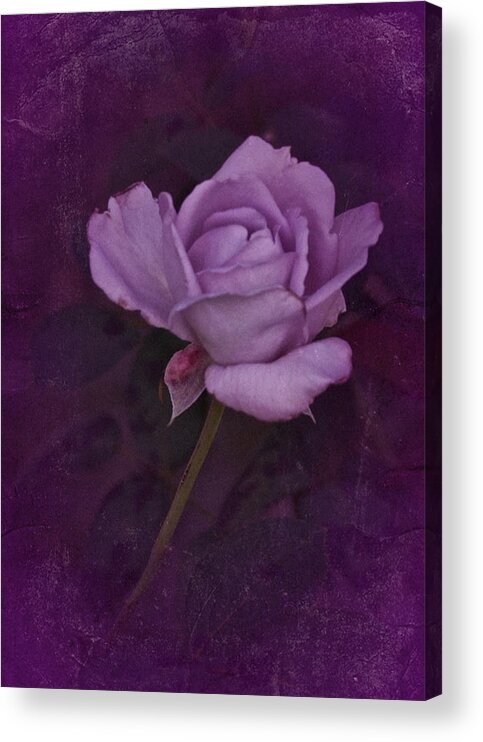 Purple Rose Acrylic Print featuring the photograph Vintage August Purple Rose by Richard Cummings