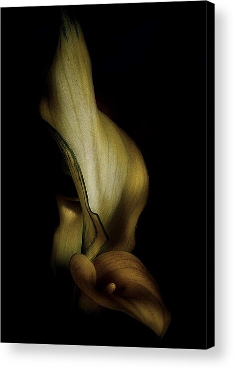 Calla Lily Acrylic Print featuring the photograph Vintage Calla Lily by Richard Cummings