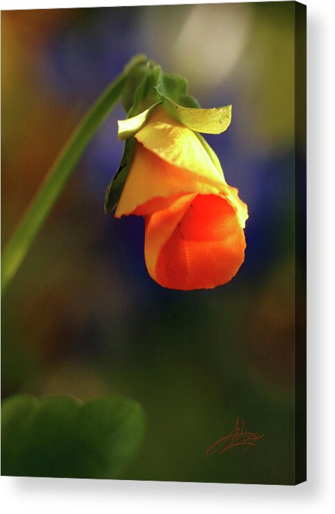 Flower Acrylic Print featuring the photograph Viola Sunrise by April Zaidi