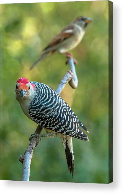 Alexandria Acrylic Print featuring the photograph Waiting for Breakfast at the Feeder by Jim Moore