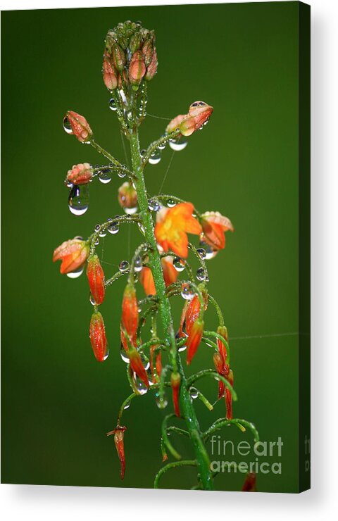 Green And Orange Acrylic Print featuring the photograph Waiting for Sunshine by Carol Groenen