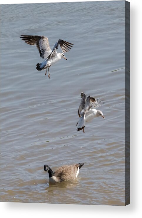 Gull Acrylic Print featuring the photograph Watch Out Below by Holden The Moment