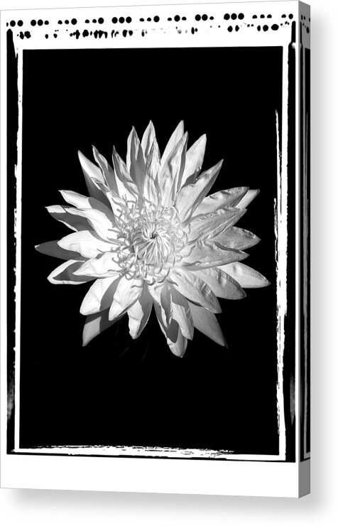 Water Lilly Flower Black White Acrylic Print featuring the photograph Water Lilly II by William Haney