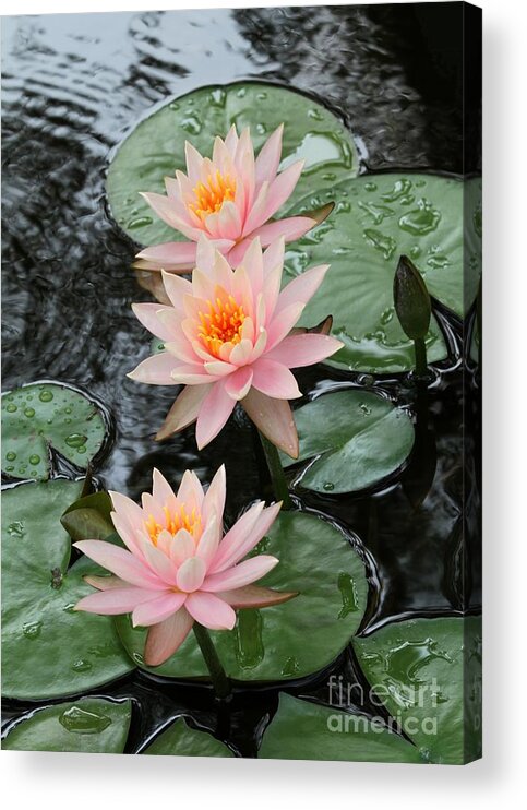 Water Lily Acrylic Print featuring the photograph Water Lily Trio by Sabrina L Ryan