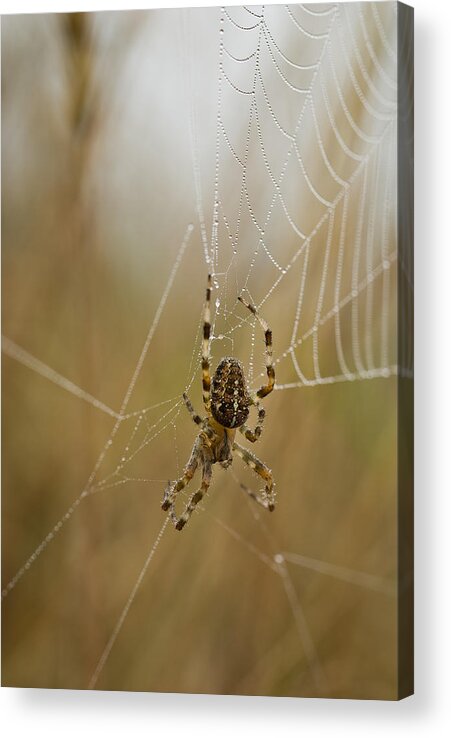 Arachnids Acrylic Print featuring the photograph Web Walker by Robert Potts