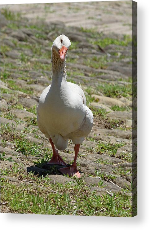 Goose Acrylic Print featuring the photograph Well Hello by Holden The Moment