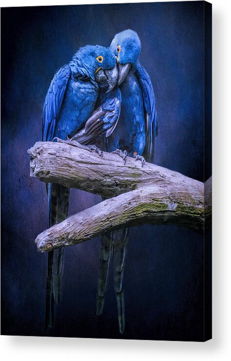 Macaw Acrylic Print featuring the photograph When I'm Feeling Blue by Brian Tarr