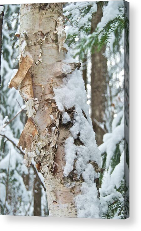 Birch Acrylic Print featuring the photograph White Birch with Snow by Michael Peychich