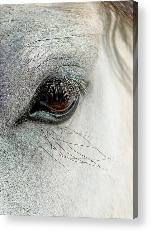 Horse Acrylic Print featuring the photograph White Horse Eye by Andreas Berthold