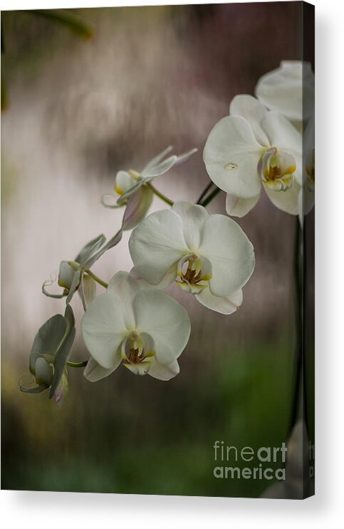 Orchid Acrylic Print featuring the photograph White of the Evening by Mike Reid