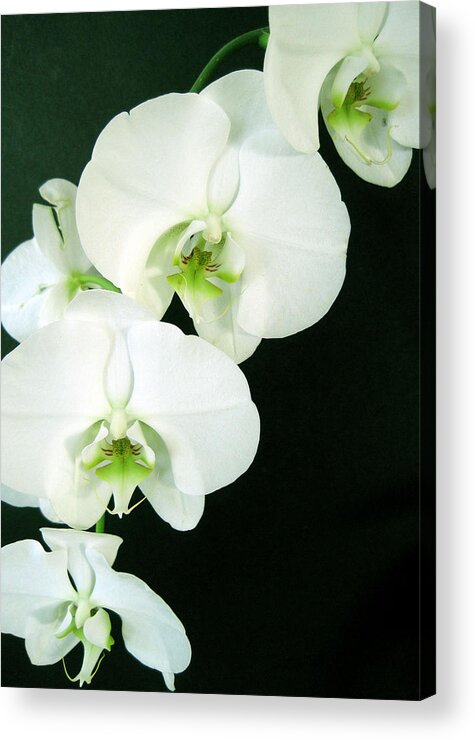 Flora Acrylic Print featuring the photograph White Orchid Elegance by Cheryl Ehlers