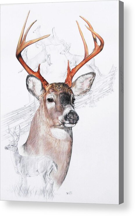 Deer Acrylic Print featuring the mixed media White-Tailed Deer by Barbara Keith