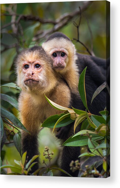 Photography Acrylic Print featuring the photograph White-throated Capuchin Monkeys Cebus by Panoramic Images