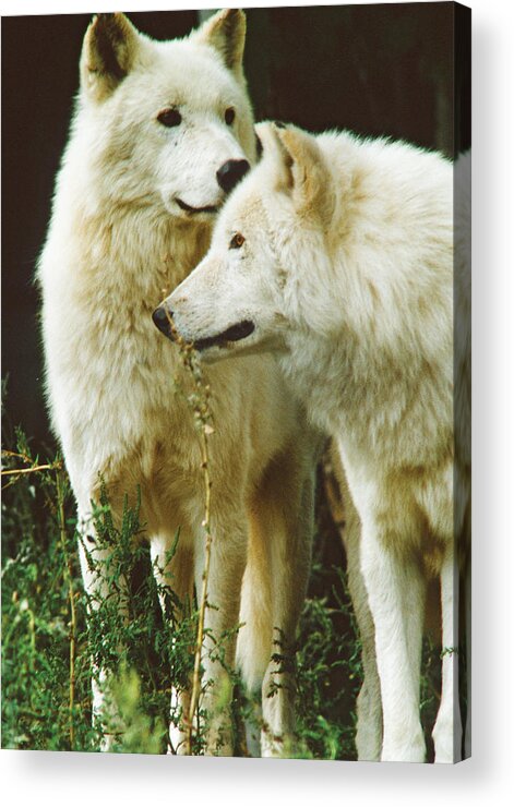 Wolves Acrylic Print featuring the photograph White Wolf pair by Steve Somerville
