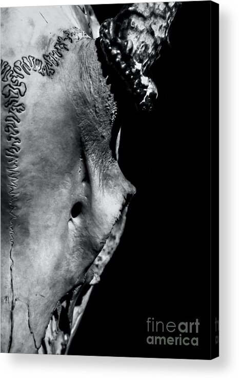 Deer Acrylic Print featuring the photograph Whitetail Deer Skull 1 - Left by James Aiken