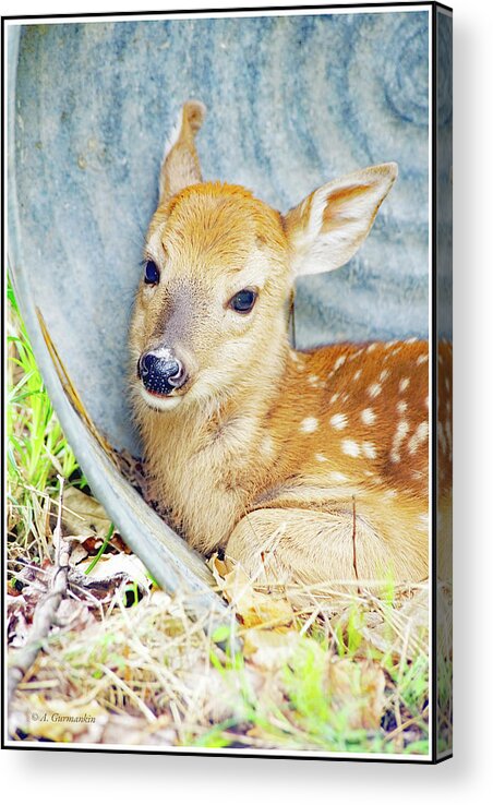White-tailed Deer Acrylic Print featuring the photograph Whitetailed Deer Fawn Finds Shelter in Washtub by A Macarthur Gurmankin