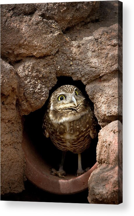 Owl Acrylic Print featuring the photograph Who's There by Phyllis Denton