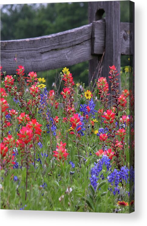 Blue Bonnets Acrylic Print featuring the photograph Wild Flowers by Robert Bellomy