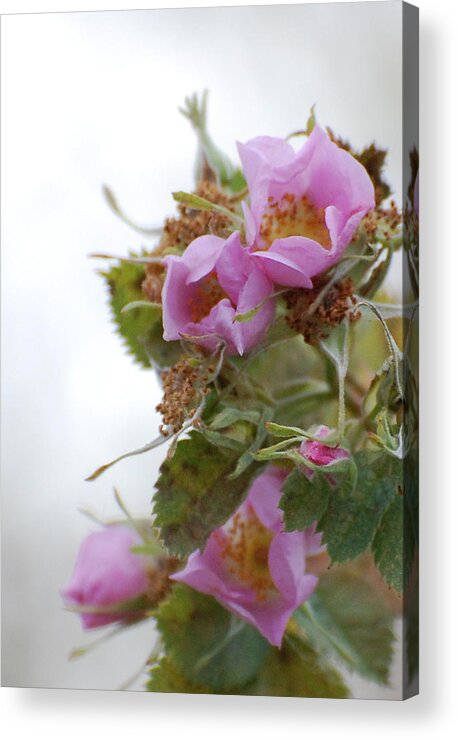 Pink Acrylic Print featuring the photograph Wild Rose Bouquet by Jean Booth