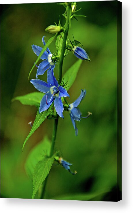 Wildflower Acrylic Print featuring the photograph Wildflower Blues by Rebecca Higgins