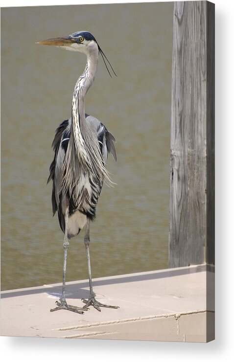 Birds Acrylic Print featuring the photograph Windblown Heron by Kathleen Stephens
