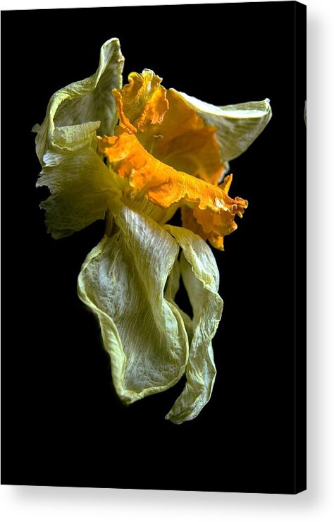 Daffodil Acrylic Print featuring the photograph Withering Daffodil by Elsa Santoro