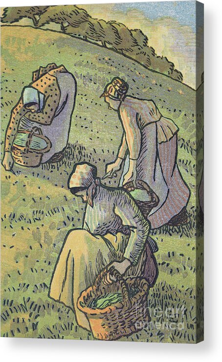 Gardener Acrylic Print featuring the painting Women Gathering Mushrooms by Camille Pissarro