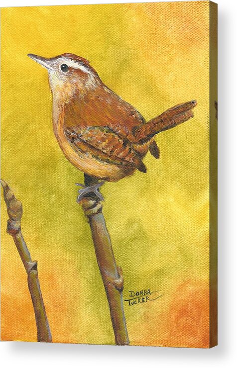 Wren Acrylic Print featuring the painting Wren by Donna Tucker