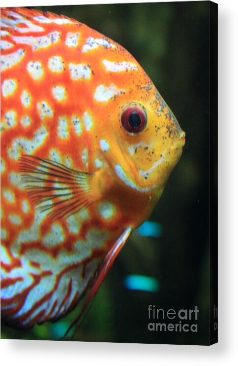 Fish Acrylic Print featuring the photograph Yellow Fish Profile by Carol Groenen