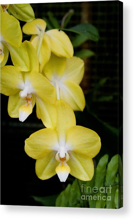 Florist Acrylic Print featuring the photograph Yellow orchids by Cindy Garber Iverson