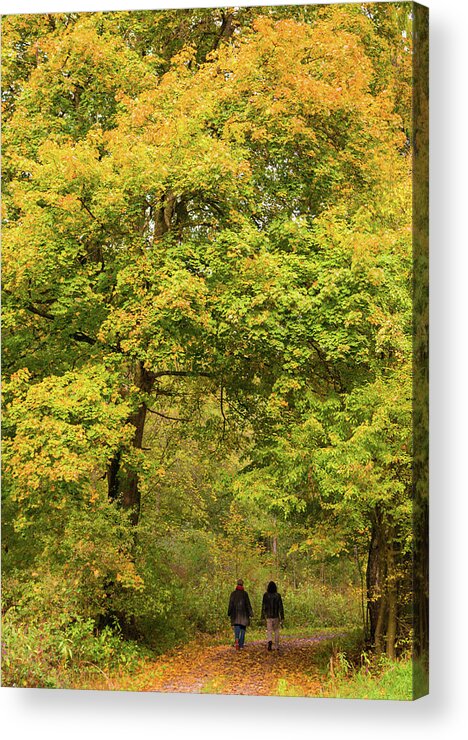 Fall Acrylic Print featuring the photograph Yellow trees in fall by Matthias Hauser