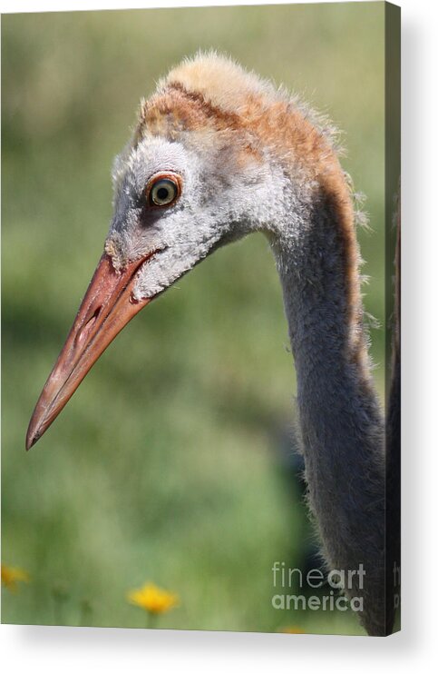 Sandhill Acrylic Print featuring the photograph Young Sandhill Profile by Carol Groenen