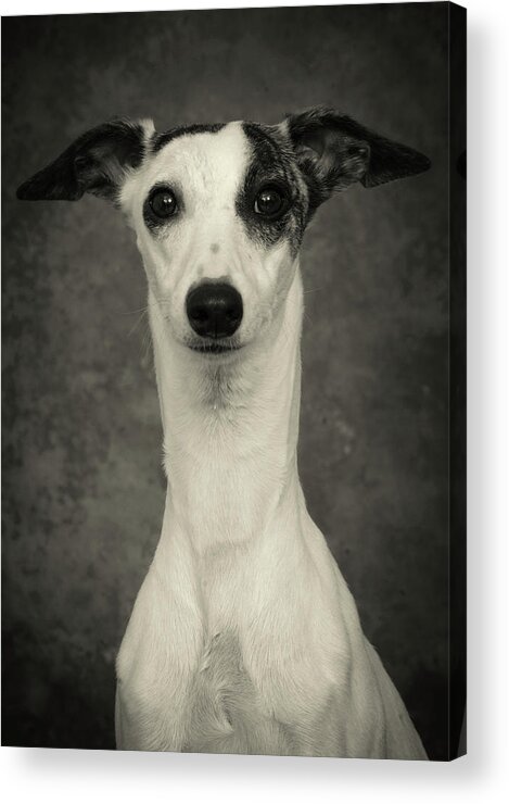Whippet Acrylic Print featuring the photograph Young Whippet In Black and White by Greg and Chrystal Mimbs