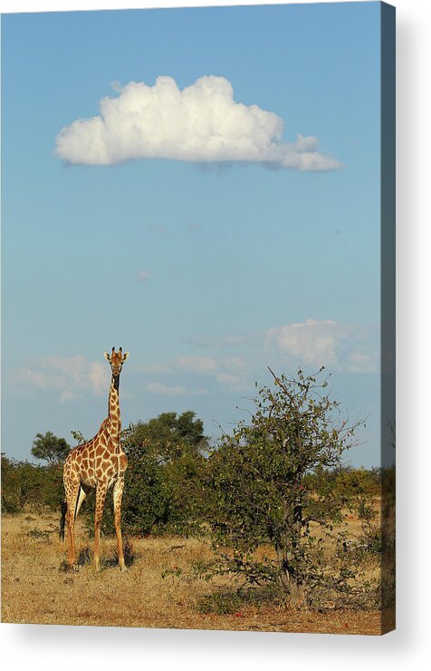 Botswana Acrylic Print featuring the photograph An African Safari #1 by Cameron Spencer