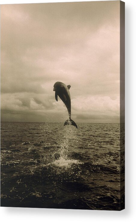 Spray Acrylic Print featuring the photograph Bottlenose Dolphin Jumping Out Of Water #1 by Stuart Westmorland