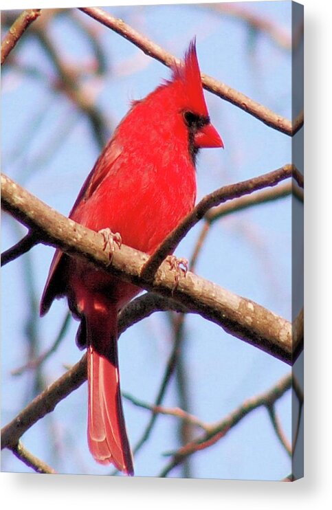 Birds Acrylic Print featuring the photograph Cardinal in Winter by Karen Stansberry