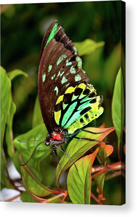 Insect Acrylic Print featuring the photograph Colorful Male Birdwing Butterfly #1 by Jodijacobson