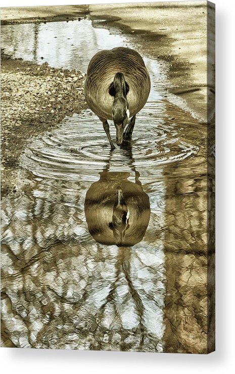 Geese Acrylic Print featuring the photograph Mirror Mirror by Cate Franklyn