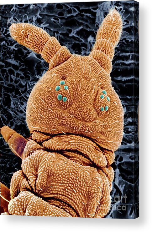 Antennae Acrylic Print featuring the photograph Sem Of A Springtail Head #1 by Dr Jeremy Burgess/science Photo Library