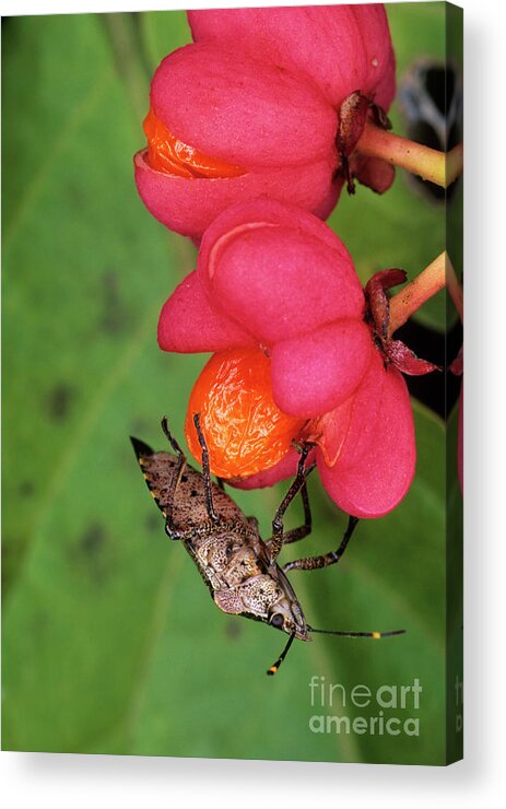 Wildlife Acrylic Print featuring the photograph Shield Bug #1 by Dr. John Brackenbury/science Photo Library
